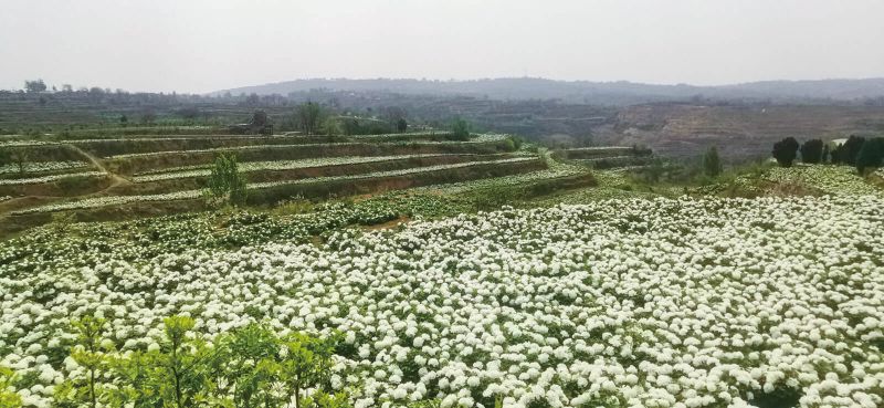 種植基地